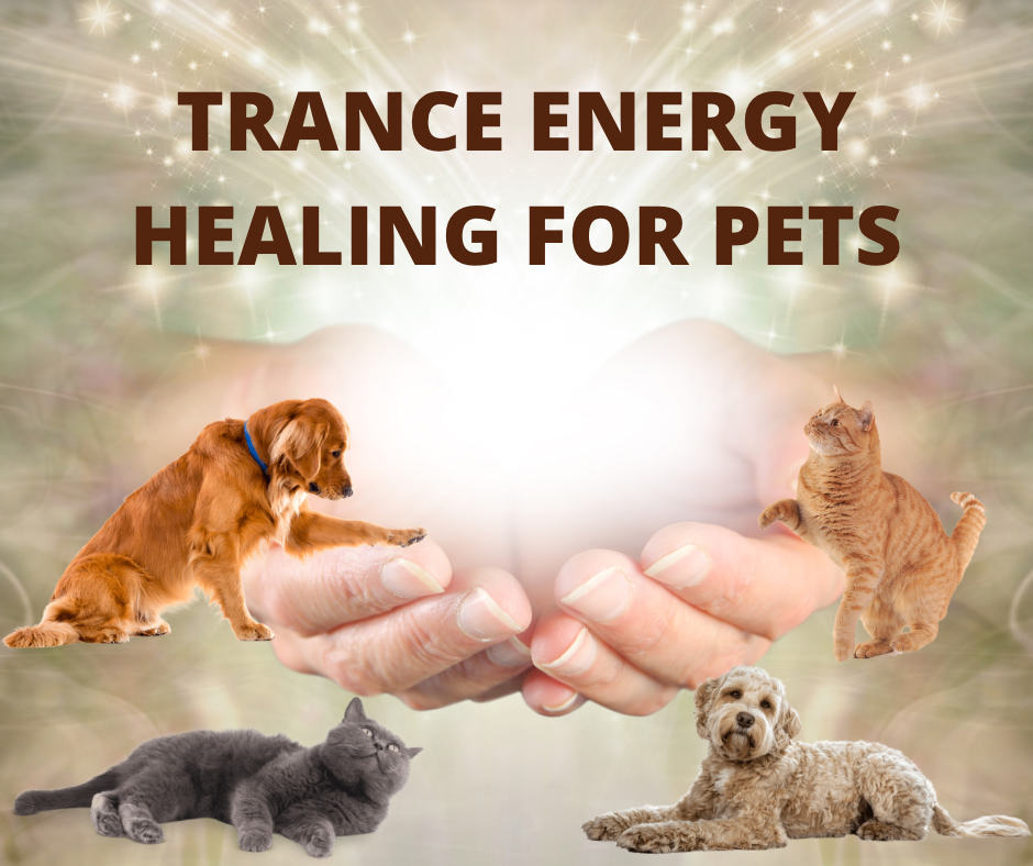 Pet Trance Energy Healing Session