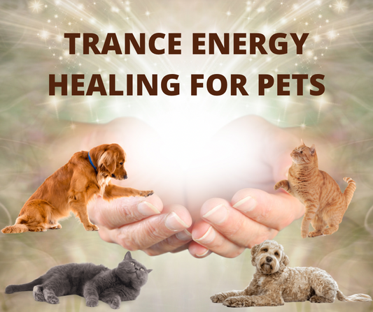 Pet Trance Energy Healing Session